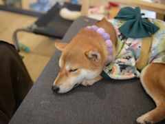 -南京Hallo宠物乐园·哈罗犬舍·柴犬繁育基地