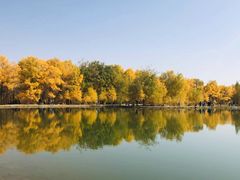 -金塔沙漠胡杨林景区