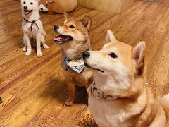 -柴务处·柴犬主题狗咖