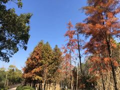 -昆山城市生态森林公园