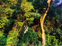 -野狸岛