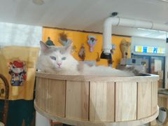 -平行世界·猫咖(首经贸店)