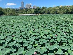 -长春市南湖公园