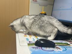 -瑞派康怡24h宠物医院·犬猫医疗中心·微创绝育(瑞景分院)