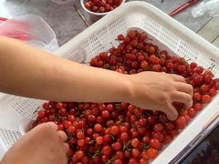 -桃源山庄·摘樱桃·柴火鸡·烧烤团建(龙泉山店)