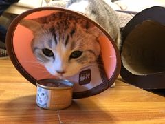 -谐和益家动物医院·免疫绝育·血液透析·宠保定点医院(高新伊藤分院)