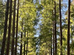 -黄海国家森林公园