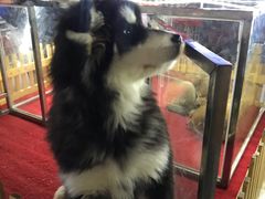 -中环花鸟鱼虫市场