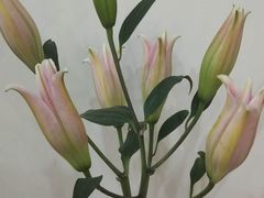 -武汉花鸟市场