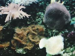 -御唐府海珊瑚主题餐厅