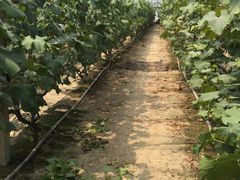 -马陆小张葡萄园农家乐