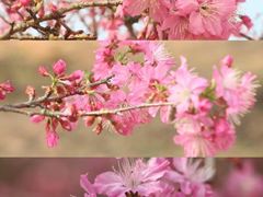 -天适樱花悠乐园