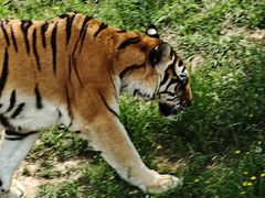 -青藏高原野生动物园