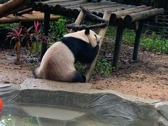-深圳野生动物园