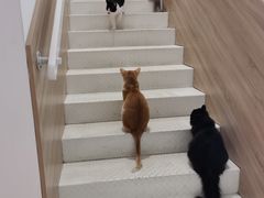 -Umiao与猫咖啡 猫咖