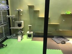 -东方名猫馆·英短金渐层布偶猫舍(环线广场1号楼店)