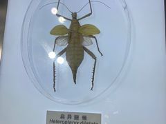 -上海昆虫博物馆