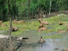 -溱湖国家湿地公园
