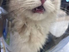 -瑞派·关忠动物医院·猫专科·犬专科(三环新城店)