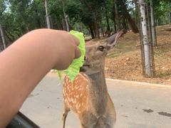 -秦皇岛野生动物园