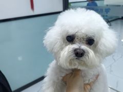 -嘉馨宠物医院·CT影像转诊·心脏科·犬猫全科诊疗中心(下沙大学城院区)