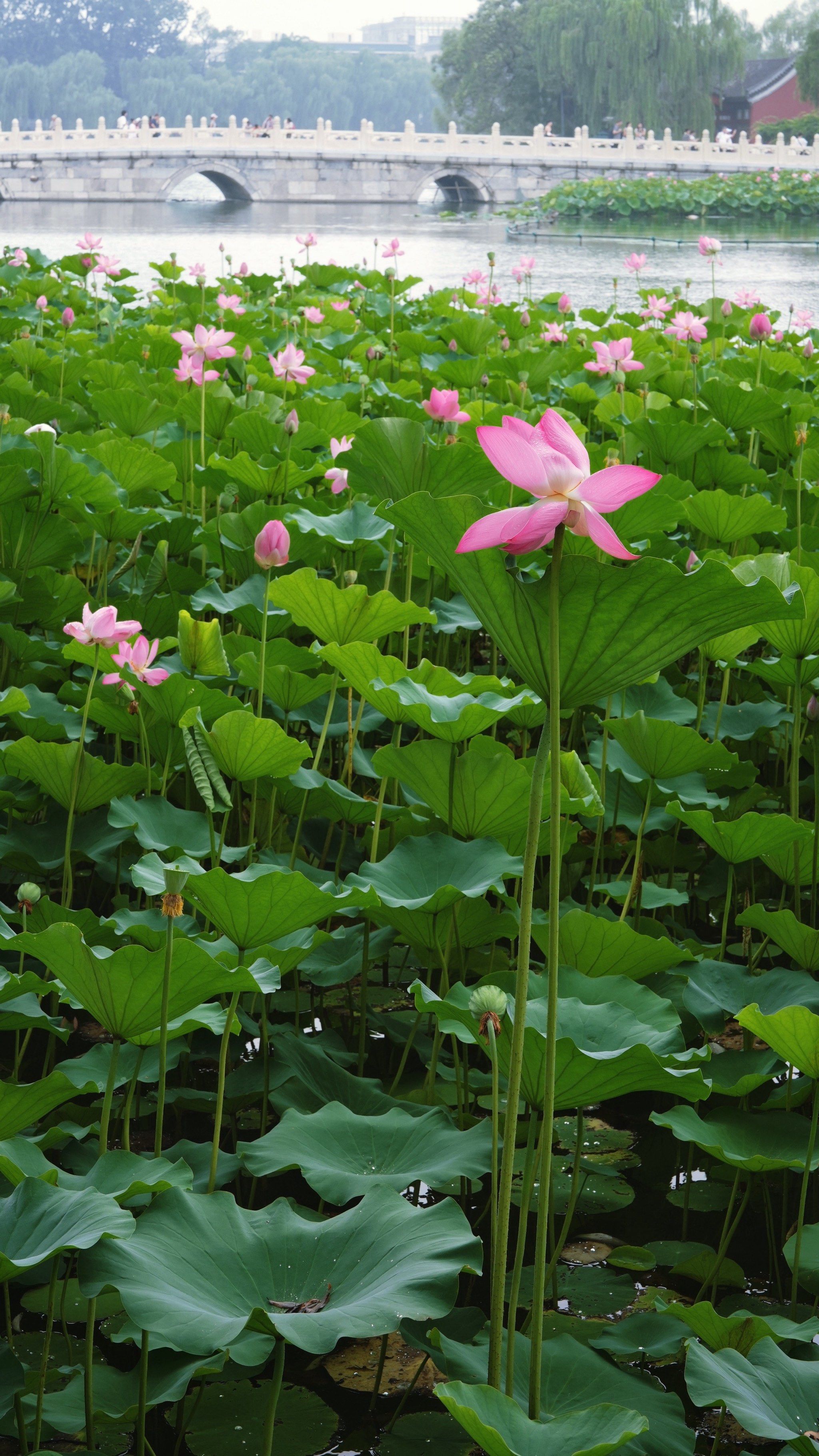 北海公园荷花已进入最佳观赏期