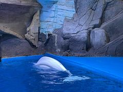 -海合安青岛极地海洋公园