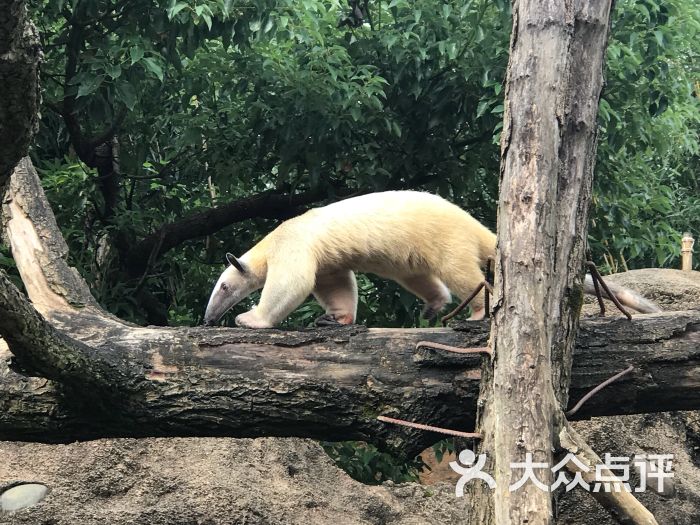 杭州野生動物世界圖片 - 第4張