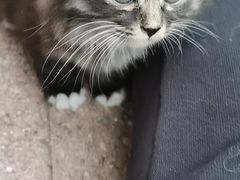 -喜多萌中农锦绣动物医院24H·猫科·牙科MRI·CT