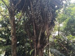-海南热带雨林国家公园吊罗山景区