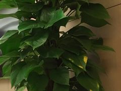 -双季花艺园艺市场(浦东店)