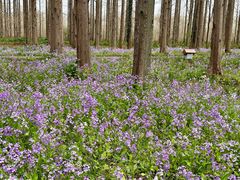 -黄海国家森林公园