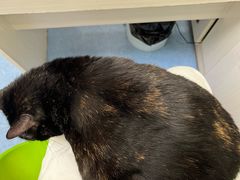 -博特宠物医院24h犬猫全科.骨科·异宠