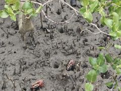 -北海金海湾红树林生态旅游区