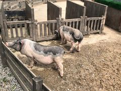 -前小桔亲子创意农场·草莓采摘·露营烧烤