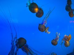 -太平洋海底世界