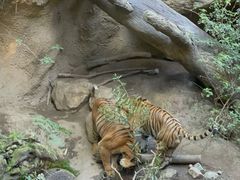 -圣地亚哥动物园