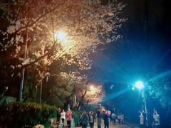 -武汉大学-樱园