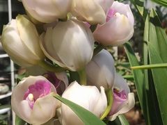 -双季花艺园艺市场(浦东店)