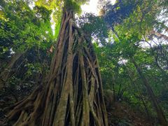 -西双版纳原始森林公园