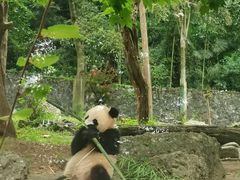 -都江堰中华大熊猫苑
