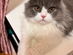 -关爱宠物医院·猫科中心·消化科(滨湖万达分院)