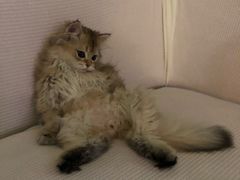 -猫大福·Fortune Cat猫舍(百子湾店)