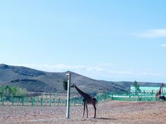 -新疆天山野生动物园