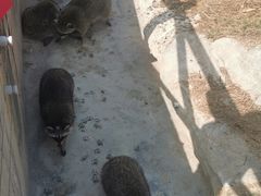 -灵玲国际马戏城