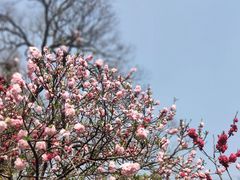 -梅花山(明孝陵内)
