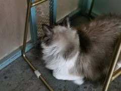 -喵屿·大理花园猫咖