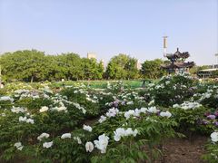 -曹州牡丹园