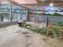 -西安秦岭野生动物园