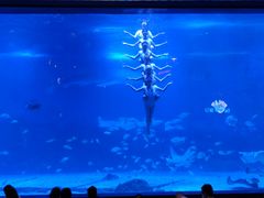 -烟台海昌鲸鲨海洋公园